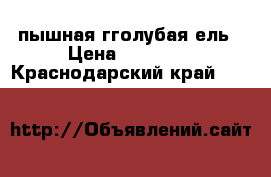  пышная гголубая ель › Цена ­ 12 000 - Краснодарский край  »    